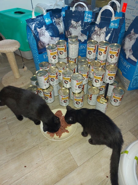 Teplické kočky